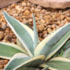 Lg. Creme Brulee Rosette Agave Plant (agave guiengola)