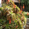 Lg. Candelabra Aloe Plant (aloe arborescens)