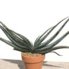 Lg. Mustache Aloe Plant (aloe suprafoliata)
