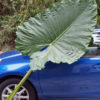 Lg. Persian Palm Elephant Ear Plant (alocasia calidora)