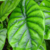 Lg. Green Shield Elephant Ear Plant (alocasia sp)