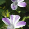 Striped Philippine Violet Barleria Plant (barleria cristata)