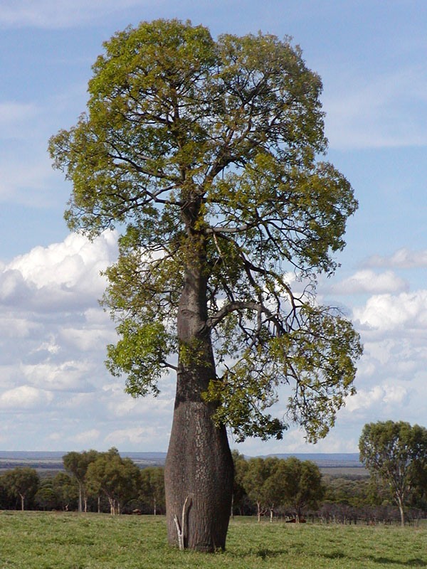 Queensland Bottle Tree 'Brachychiton rupestris