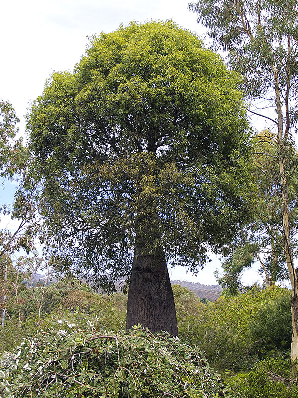 Queensland Bottle Tree Brachychiton rupetris 10 Seeds