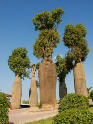 Queensland Bottle Tree (brachychiton rupestris)