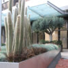 Giant Snow Pole Cactus (cleistocactus strausii)