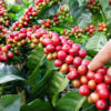 Kona Coffee Bush (coffea arabica)