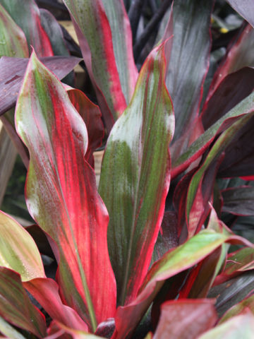 Picassos Red Hawaiian Ti Plant (cordyline)