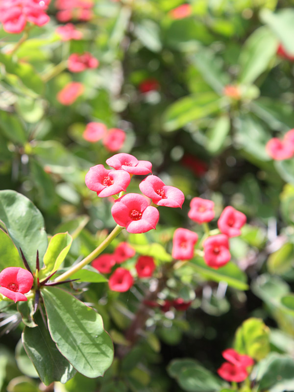 Bright Red Crown of Thorns Plant (euphorbia milii) – PatioPlants.com