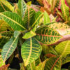 Petra Croton Plant (codiaeum variegatum)