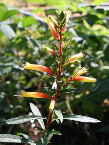 Candy Corn Plant (cuphea ignea)