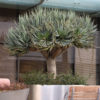 Canary Island Dragon Tree (dracaena draco)