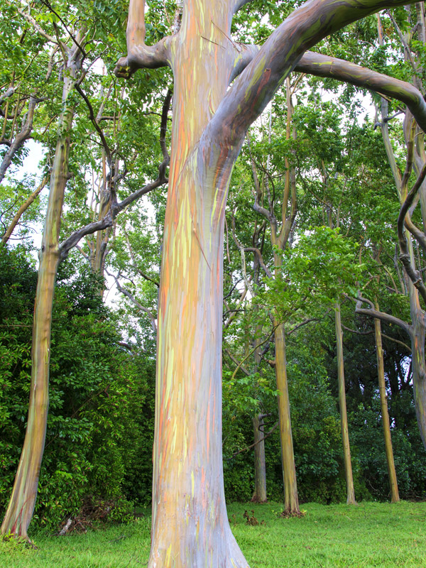 Eucalyptus Rainbow Tree Eucalyptus Deglupta