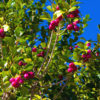 Magenta Lilly Pilly Fruit Tree (eugenia myrtifolia)