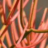 Euphorbia Tirucallii Fire Sticks Cactus (euphorbiaceae)