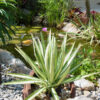 Lg. Variegated Paper Leaf Agave Plant (furcraea mediopicta)
