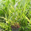 XL Ammonium Cardamom Ginger Plant (ammonium)