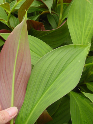 Lg. Erythrothyrsus Pleated Ginger Plant (costus sp)