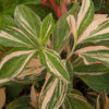 Lg. Hilo Rainbow Ginger Plant (costus sp)