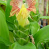 Lg. Pictus Ginger Plant (costus sp)