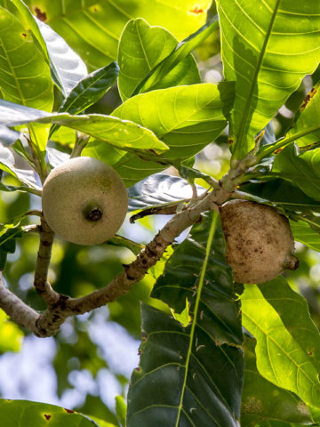 Marmalade-box Guianas Blue Dye Tree (genipa – PatioPlants.com