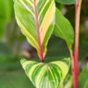 Lg. Variegated Red Stem Ginger Plant (riedelia)