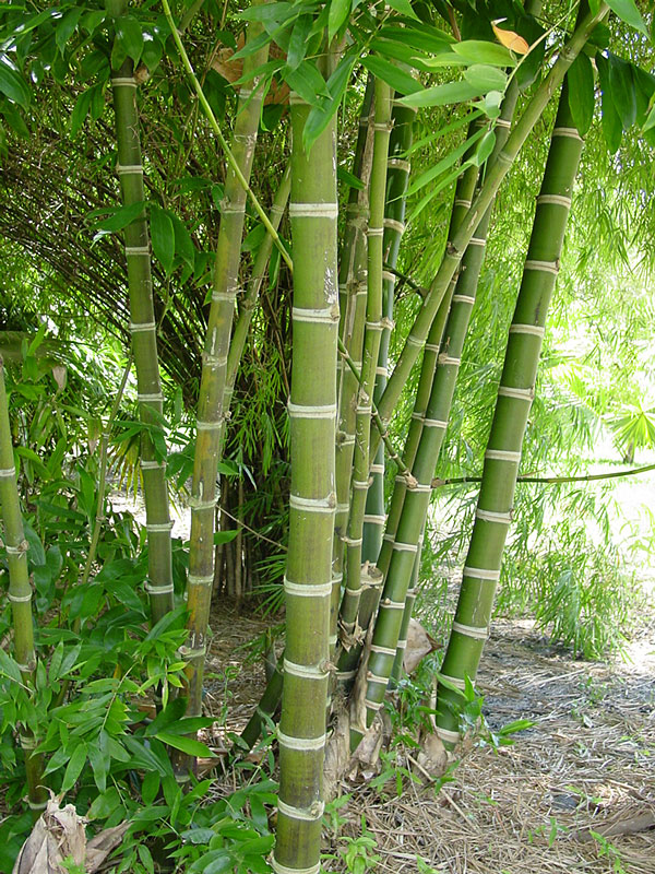 XL Thornless Guadua Bamboo (guadua angustifolia