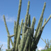 Lg. Aruba Blood Fruit Cactus (lemaireocereus griseus)
