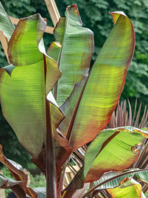 Red Leaf Abyssinian Banana Tree (ensete ventricosum)