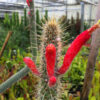 Snake Cactus (nyctocereus serpentinus)