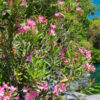 Pale Pink Oleander Plant (nerium oleander)