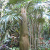 Lg. Old Man Palm Tree (coccothrinax crinita)