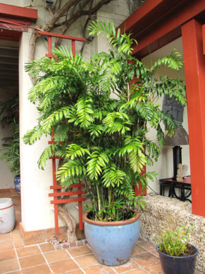 Long Stem Bamboo Palm Tree (chamaedorea seifrizii)