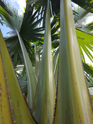 Lg. Giant Talipot Palm Tree (corypha Umbraculifera)