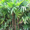 Clustering Lady Palm Tree (rhapis excelsa)