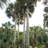 XL Puerto Rican Hat Palm Tree (sabal causiarum)