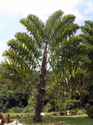 Two-Sided Distichous Fishtail Palm (wallichia disticha)