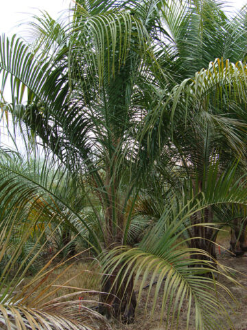 Nila Palmiers Bag Green / Small Palms