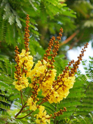 Yellow Flame Poinciana Tree (peltophorum pterocarpum)