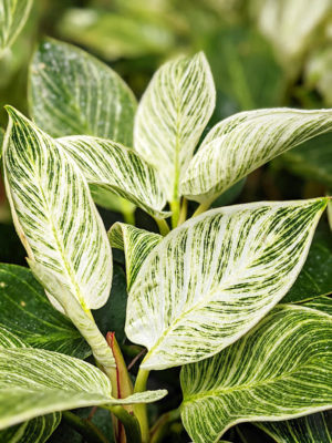 Super White Philodendron Birkin Variegata (philodendron)