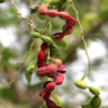 Manilla Pink Tamarind Tree (pithecellobium dulce)