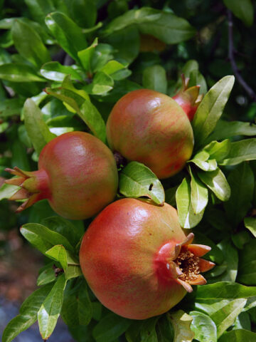 Sweet Salavatski High Yield Pomegranate Tree (punica granatum)