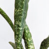 XL Sansevieria Horwoodii Plant (snake plant)