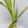 Sansevieria Zimbaewe Twiga Plant (snake plant)