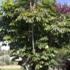 Tropical Umbrella Tree (schefflera actinophylla)
