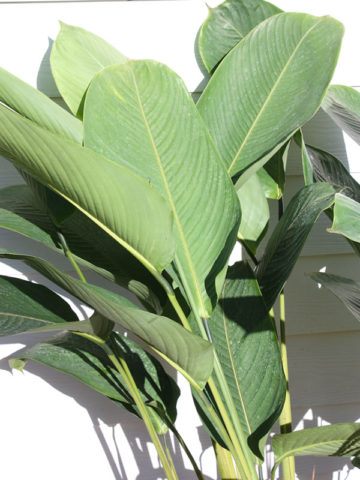 Lg. Purple Cigar Plant (stromanthe)