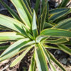 Variegated Mound Yucca (yucca gloriosa variegata)